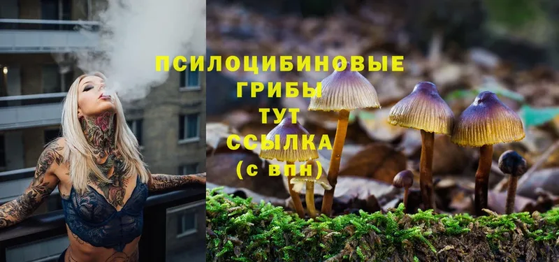 Псилоцибиновые грибы Cubensis Сасово